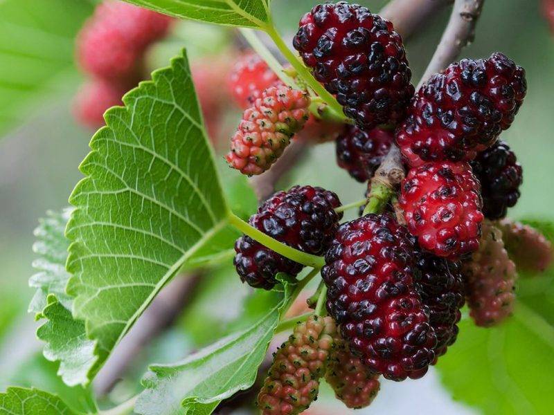 Шелковица купить саженцы из питомнике в Лисках