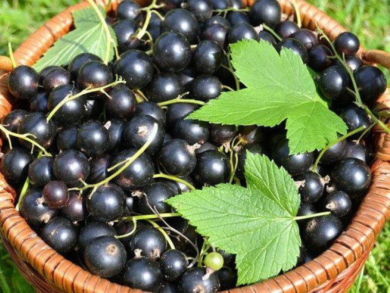 Смородина купить саженцы из питомника в Лисках