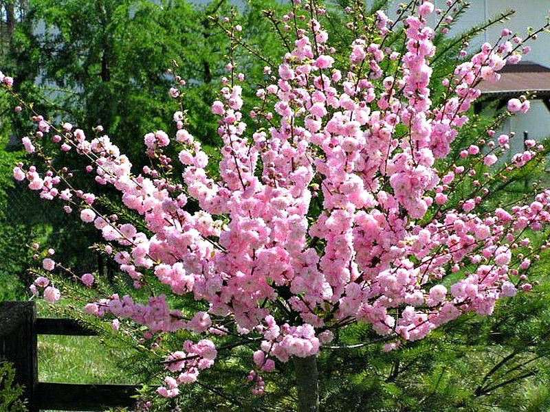 Миндаль купить саженцы из питомника в Лисках