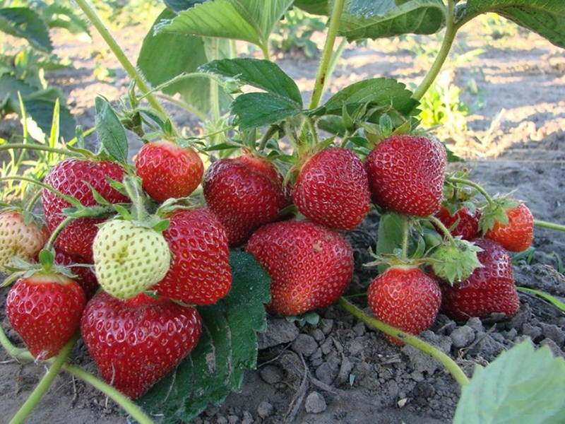 Клубника купить саженцы из питомника в Лисках