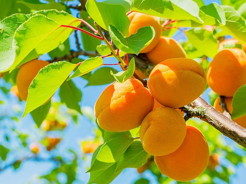 Абрикос купить саженцы из питомнике в Лисках