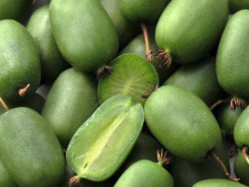 Актинидия купить саженцы из питомнике в Лисках