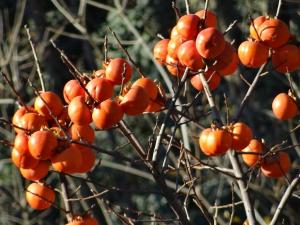 Хурма "ВЕБЕР" ранняя