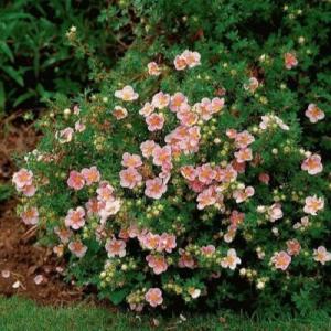 Лапчатка "ГЛАМУР ГЕРЛ" (стакан Р9)
