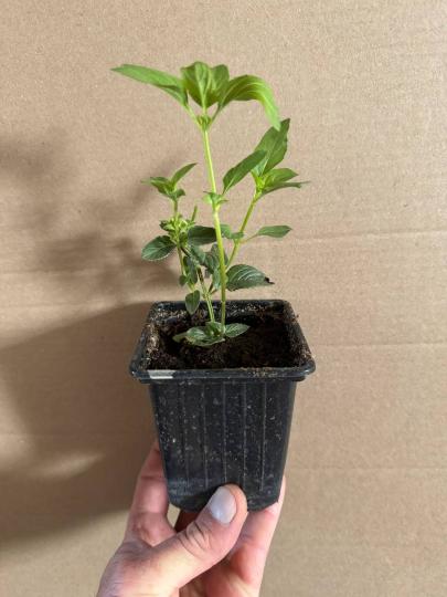 Мята