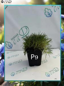 Гвоздика многолетняя Мулен Руж